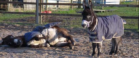 Donkeys at Fishers Farm